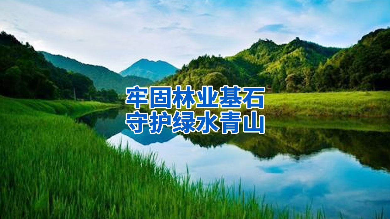 牢固林业基石 守护绿水青山