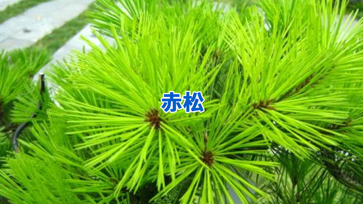 赤松