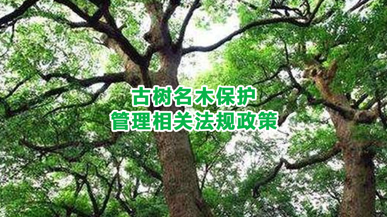 古树名木保护管理相关法规政策