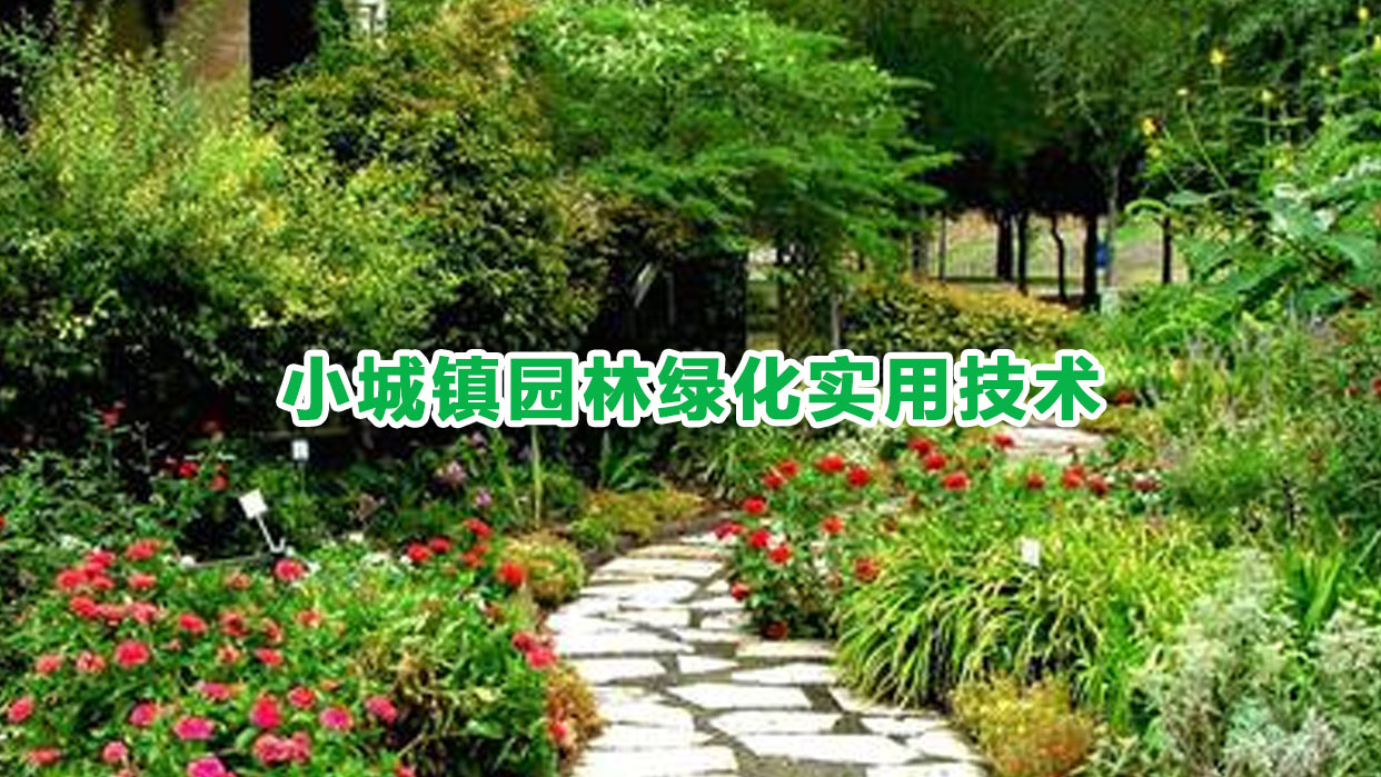 小城镇园林绿化实用技术