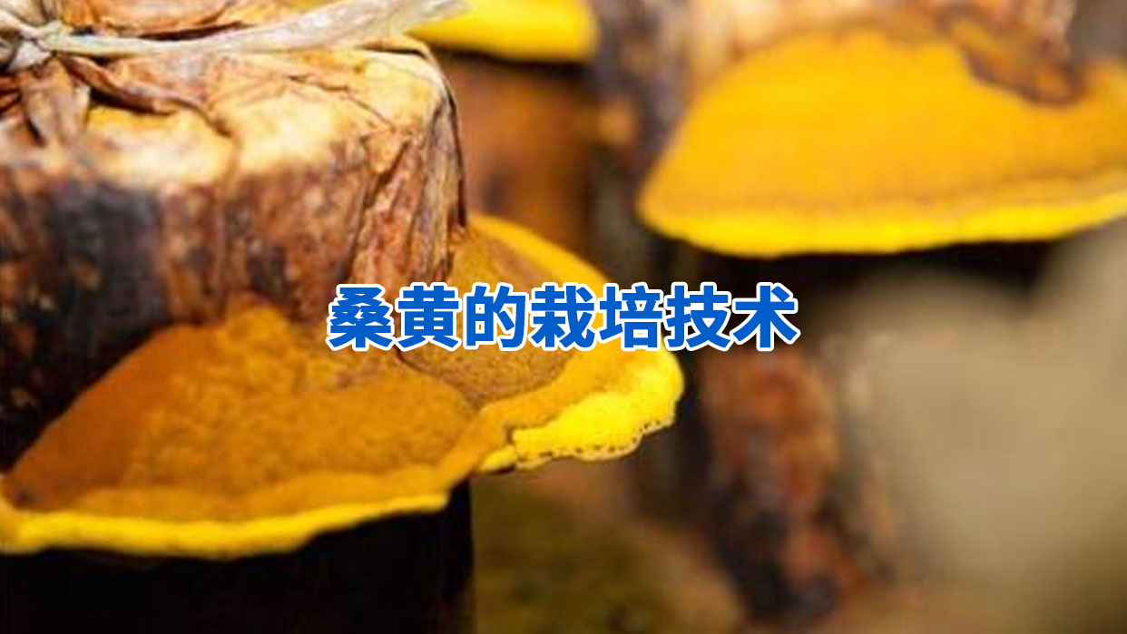 桑黄的栽培技术